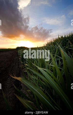 Sonnenuntergang über Reihen von Zuckerrohrplantagen Stockfoto