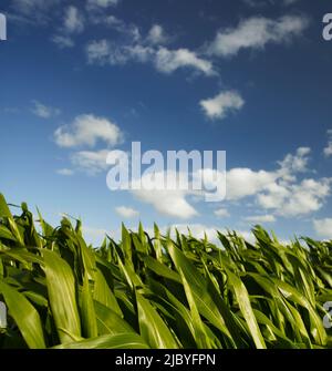 Gipfel gesunder Mais-/Maisblätter gegen den blauen Himmel Stockfoto