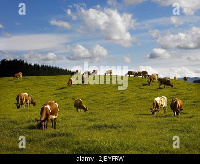 Milchherde von Kühen, die auf grasbewachsenen Weideland grasen Stockfoto