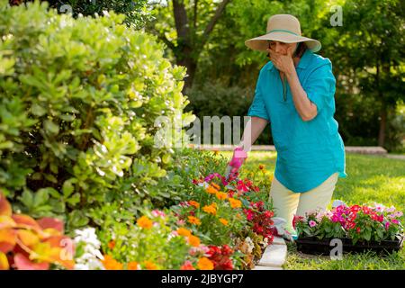 Ältere kaukasische Frau, die in ihrem Hof gärtnerisch arbeitet und vor dem Haus Blumen pflanzt, die ihren Mund bedecken, während sie einen Allergieanfall hat Stockfoto