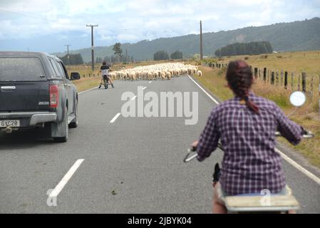 Greymouth, Neuseeland, 6. Januar 2022: Ein Bauer stellt einen Mob Schafe auf einer Landstraße zusammen Stockfoto