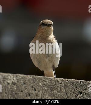 Soor Nightingale, Luscinia luscinia. Ein Vogel sitzt auf einem Ast und singt. Stockfoto