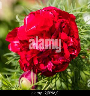 „Plena“ Fernleaf Peony, Dillpion (Paeonia tenuifolia) Stockfoto