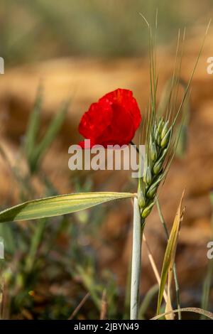 Rot blühende Mohnblüten zwischen Ähren aus der Nähe Stockfoto