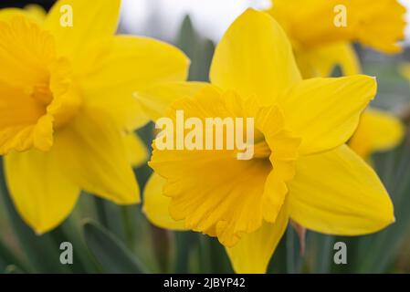 Makrofotografie der Blüte einer gelben Narzissenblüte im Frühling Stockfoto