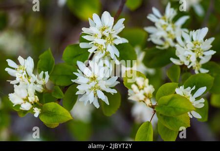 Amelanchier Familie Rosaceae blüht Ende Mai mit luftigen weißen Blüten. Selektiver Fokus, verschwommen, niemand, Nahaufnahme Stockfoto