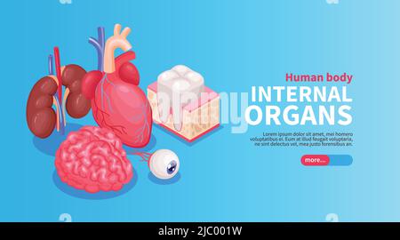 Poster zu den inneren Organen mit isometrischer Vektor-Illustration für Herz und Auge und Nieren Stock Vektor