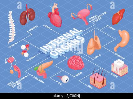 Flussdiagramm der menschlichen Organe mit isometrischer Vektordarstellung der Herzleber und Nieren Stock Vektor
