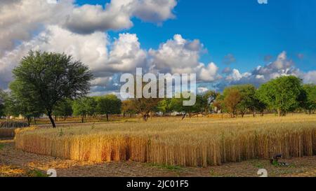 Goldene Weizenspikelets im Feld. Goldenes Weizenfeld mit bewölktem Himmel im Hintergrund. Stockfoto