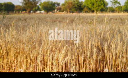Feldweizen in der Periode Ernte auf dem Hintergrund sauberer Himmel. Blick auf das Weizenohrfeld und den blauen Himmel Stockfoto