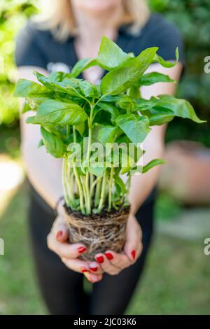 Eine Frau hält einen Basilikumkeimling mit grünen Blättern und Wurzeln im Boden in ihren Händen Stockfoto