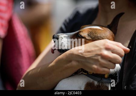Details zur geringen Schärfentiefe (selektiver Fokus) mit einer kaukasischen Frau, die an einem sonnigen Sommertag einen kleinen und fröhlichen Jack Russell Terrier-Hund in der Hand hält. Stockfoto