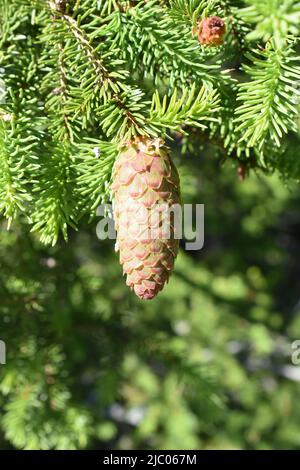 Neues grünes Laub und junger Kegel auf einer Fichte Picea abies im Frühjahr Stockfoto