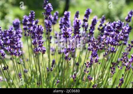 Lavandula angustifolia Englische Lavendel lila Blüten Stockfoto