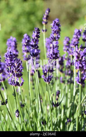 Lavandula angustifolia Englische Lavendel lila Blüten Stockfoto