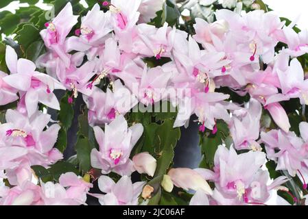 Schlumbergera truncata Falscher weihnachtskaktus mit hellrosa Blüten Stockfoto