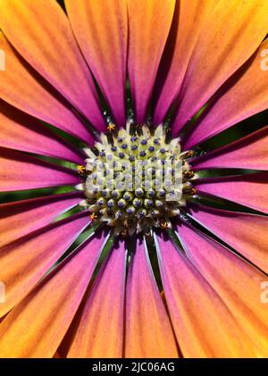 Nahaufnahme der orangefarbenen und rosa spanischen Marguritblume Stockfoto