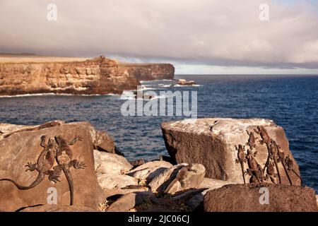 Ecuador, Galapagos-Inseln, Marine-Iguanas, die auf Felsen entlang der Klippen am Meer sonnen Stockfoto