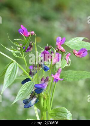 Blaue und violette Blüten auf einer Lathyrus Vernus Frühlingserbsenpflanze Stockfoto