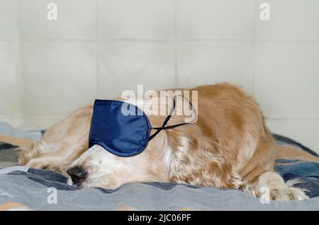 Hund schläft mit einer Schlafmaske auf dem Bett. Stockfoto