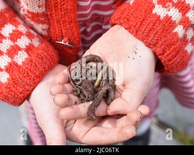 Kinderhände mit mehreren Regenwürmern Stockfoto