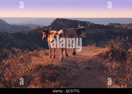 Texas Longhorn Rindern Stand am Rande eines Grates im Palo Duro Canyon State Park, Randall County, Texas, USA Stockfoto