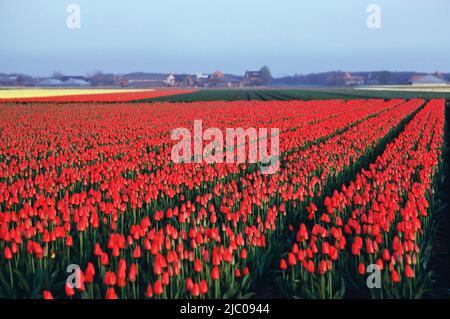 Tulip Farm in Bloom, Keukenhof Gardens, Niederlande Stockfoto