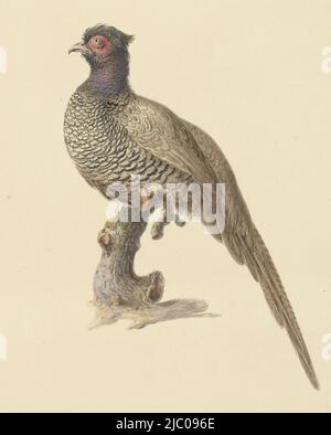 Fasanenjagd, Zeichner: Pieter Pietersz. Barbiers, 1759 - 1842, Papier, Pinsel, H 309 mm × B 251 mm Stockfoto