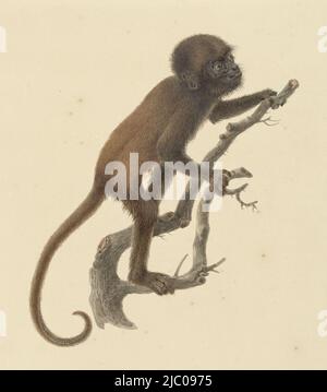 Affe, Zeichner: Pieter Pietersz. Barbiers, 1759 - 1842, Papier, Pinsel, H 282 mm × B 253 mm Stockfoto