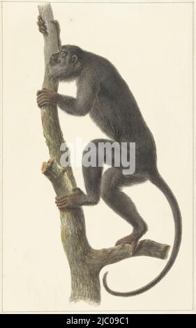 Schwarzer Brüllaffe (Paraguay), Zeichner: Pieter Pietersz. Barbiers, 1759 - 1842, Papier, Pinsel, H 389 mm × B 243 mm Stockfoto