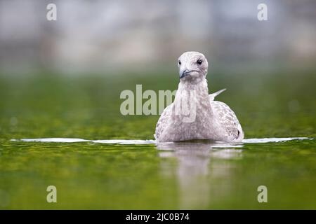 Eine Erwachsene, nicht-amerikanische Heringsmöwe (Larus smithsonianus), die in einem See schwimmt. Stockfoto