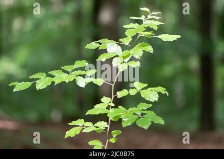 Dünner Zweig mit Blättern auf einer Buche im Wald Stockfoto