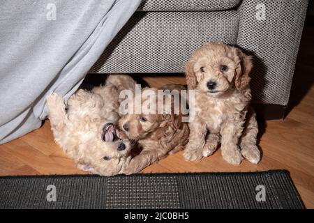 Sechs Wochen alte Puochon (Pudel & Bichon Mix) Welpen spielen auf dem Boden Stockfoto