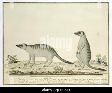 Zwei Erdmännchen (Suricata suricatta), auch Erdmännchen genannt, in der Khoikhoi Garaaaq, mit Skala in Rheinland-Größe, Suricata suricatta (Erdmännchen), Zeichner: Robert Jacob Gordon, Okt-1777 - Mar-1786, Papier, Pinsel, Stift, H 660 mm × B 480 mm, H 406 mm × B 523 mm, H 347 mm × B 508 mm Stockfoto