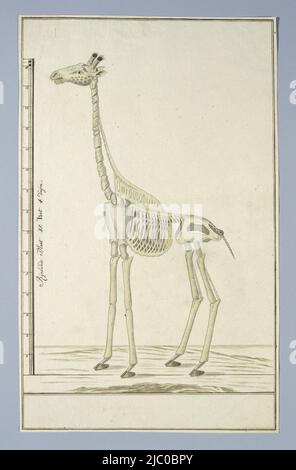 Skelett einer Giraffe (Giraffa camelopardalis), mit Skala in Rheinland Größe, Giraffa camelopardalis (Giraffe), Skelett, Zeichner: Robert Jacob Gordon, 13-Okt-1779 - 14-Okt-1779, Papier, Stift, Pinsel, H 660 mm × B 480 mm, H 420 mm × B 260 mm, H 371 mm × B 256 mm Stockfoto