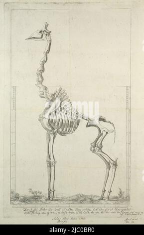 Skelett einer Giraffe (Giraffa camelopardalis), mit Skala auf der linken und rechten Seite des Blattes (in Bleistift) und unter Rahmen und Inschrift (geätzt), Giraffa Camelopardalis (Giraffe) Skelett, Druckerei: J.F. Gicht, Zwischenzeichner: Robert Jacob Gordon, 1785, Papier, Radierung, H 660 mm × B 480 mm, H 590 mm × B 382 mm, H 508 mm × B 314 mm Stockfoto
