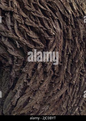 Nahaufnahme der Rinde eines großen Baumes im Wald. Hintergrund der Baumrinde Stockfoto