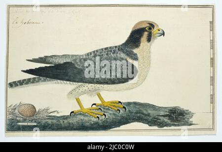 Vogelstudie: Falcon (Falco biarmicus) auf einem Baumzweig mit einem rot gesprenkelten Ei unten links, mit Skala in Rheinland-Größen., Falco biarmicus ? (Lanner Falcon), Zeichner: Robert Jacob Gordon, Okt-1777 - Mar-1786, Papier, Stift, Pinsel, H 660 mm × B 480 mm, H 188 mm × B 303 mm, H 175 mm × B 294 mm Stockfoto