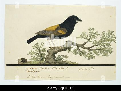 Vogelstudie: Kapweaver (Euplectes capensis), Euplectes capensis (Gelber Bischof), Zeichner: Robert Jacob Gordon, Okt-1777 - Mar-1786, Papier, Stift, Pinsel, H 660 mm × B 480 mm, H 200 mm × B 299 mm, H 158 mm × B 299 mm Stockfoto