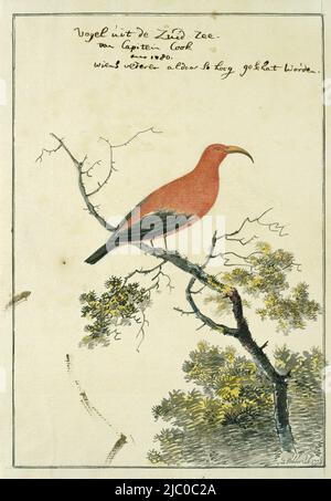 Vogelstudie: Kardinalhonigfresser (Vestiaria coccinea) aus der Südsee, Vestiaria coccinea (Iiwi oder scharlachrote hawaiianische Honigkräuter), Zeichner: John Webber, 1778, Papier, Stift, Bürste, H 660 mm × B 480 mm, H 272 mm × B 187 mm, H 251 mm × B 171 mm Stockfoto