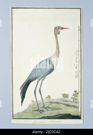 Vogelstudie: Rattenkran (Grus carunculata), mit Skala in Rheinlandgröße, Grus carunculatus/ Bugeranus carunculatus., Zeichner: Robert Jacob Gordon, Okt-1777 - Mar-1786, Papier, Stift, Pinsel, H 660 mm × B 480 mm, H 408 mm × B 251 mm, H 383 mm × B 235 mm Stockfoto