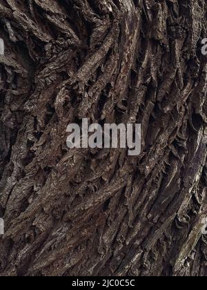 Nahaufnahme der Rinde eines großen Baumes im Wald. Hintergrund der Baumrinde Stockfoto