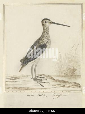 Vogelstudie: Afrikanische Schnepfe (Gallinago nigripennis), mit Skala im Daumen, Gallinago nigripennis nigripennis (afrikanische Schnepfe), Zeichner: Robert Jacob Gordon, Okt-1777 - Mar-1786, Papier, Stift, Pinsel, H 660 mm × B 480 mm, H 266 mm × B 201 mm, H 218 mm × B 201 mm Stockfoto