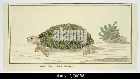 Psammobates tentorius (Tent Schildkröte), Zeichner: Robert Jacob Gordon, (zugeschrieben), Okt-1777 - Mar-1786, Papier, Pinsel, Stift, H 660 mm × B 480 mm, H 173 mm × B 342 mm, H 144 mm × B 305 mm Stockfoto