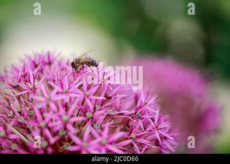 Purpurnes Giganteum-Allium-Makro im selektiven Fokus. Riesige Blumenzwiebel im Vordergrund und verschwommenes grünes Laub im Hintergrund. Schönheit in der Natur con Stockfoto