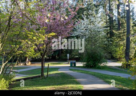 Burnaby, British Columbia, Kanada - April 22 2021 : Central Park im Frühling. Stockfoto