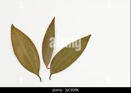 Nahaufnahme von Three Bay Leaves (cinnamomum tamala) auf weißem Hintergrund Stockfoto