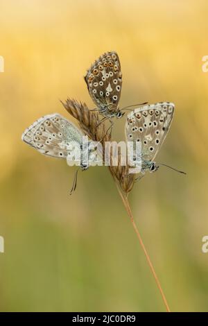 Chalkhill Blue Butterfly - Ein weiblicher Chalkhill Blue Butterfly, eingebettet zwischen den beiden Männchen Stockfoto