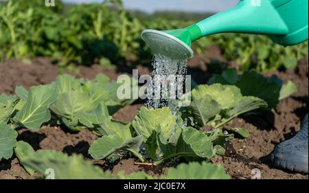 Gießen von Kohl im Garten mit einer Gießkanne an einem Sommertag Nahaufnahme.Pflege von Gemüsebeeten, Bewässerung des Gartens, Kohlernte Stockfoto