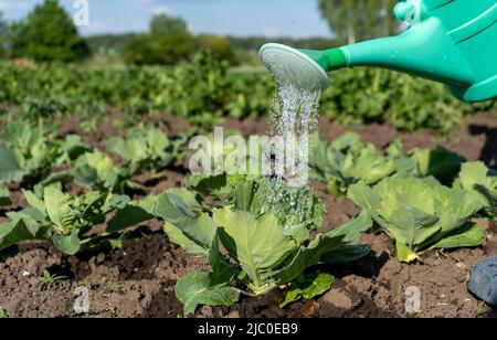Eine Gießkanne aus Kunststoff gießt vor dem Hintergrund saftiger Kohlblätter Wasser über die Gemüsebeete. Nahaufnahme eines Bettes mit Peking-Kohl Stockfoto